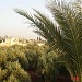 منزل السيد/ سليمان فلاح الرفاعي  (en)