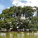 Lago Dos Patos na Guarulhos city