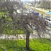 Parcul Alpinet în Timişoara oraş