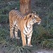 Lion and Tiger Enclosure in Beijing city