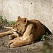 Lion and Tiger Enclosure in Beijing city