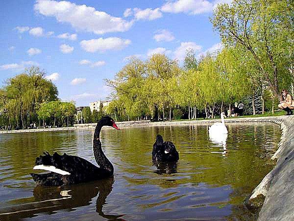Rivne