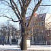 Stary dąb in Toruń city