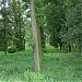 Cmentarz żydowski (kirkut) in Łęczna city
