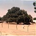 مركز البوليس والسجن في ميدنة مدينة بارا 