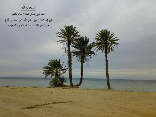 نخلة على شكل لفظ الجلالة الله توجد صور أملج