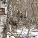 Устье реки Лосёнок в городе Москва