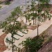 Bosque da Índia Diacuí na Goiânia city