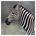 S90 - Burchell's zebra