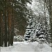 Парк культуры и отдыха «Ёлочки» в городе Домодедово