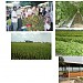 Ladang Institut Pertanian Kuala Lipis di bandar Kuala Lipis