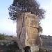 Tree on rock (en) in Stadt Paphos (Stadt)