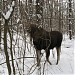 Поляна в городе Москва