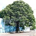 A Castanheira do Arigolândia (pt) in Porto Velho city