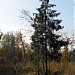 Редколесье в городе Москва