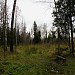 Редколесье в городе Москва