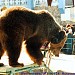 Бывшая площадка для выступления цирковых медведей в городе Москва