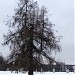 Старая лиственница европейская в городе Москва