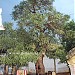 PNT06 - thiruppaththoor,  திருப்புத்தூர் திருத்தளி நாதர் கோயில் (Thiruthali nathar) Temple - Thirupathur [pANdiya Nadu 6th thEvAra Temple],திருப்பத்தூர்,