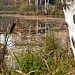 Пруд Торфяшка в городе Андреевка
