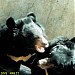 Вольер с гималайскими медведями в городе Москва