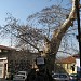 ιστορικό δέντρο στην πόλη Βέροια