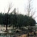 Заболоченный пруд на Харигозинском ручье в городе Москва