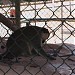 Зоопарк отеля Жасмин. (ru) في ميدنة الغردقة    