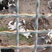 Зоопарк отеля Жасмин. (ru) في ميدنة الغردقة    