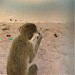 Зоопарк отеля Жасмин. (ru) في ميدنة الغردقة    