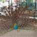 Shell in Ankara Büyükşehir Belediyesi city