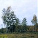 Swamp
