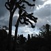 Giant Yucca tree