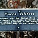 Giant Yucca tree