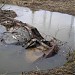 Избушечный ручей в городе Мурино
