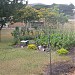 A small market garden. in Port Moresby city