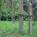 Остатки тренировочного полигона общевойсковой академии Вооружённых сил РФ в городе Москва