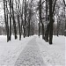 Остатки парка усадьбы Богородицкое в городе Москва
