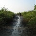 Chitrapu mangroves in Mulki city