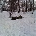 Остатки малого пулемётного ДОТа (№ 2) в городе Москва