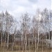 Киевский ДМСК входит в состав ДК “УкрДО Радон” в городе Киев