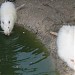 Зооуголок в городе Таганрог