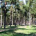 Сосновый парк