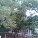 Acacia trees (Pancharakkadu) in Thiruvananthapuram city
