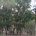 Acacia trees (Pancharakkadu) in Thiruvananthapuram city