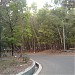 Acacia trees (Pancharakkadu) in Thiruvananthapuram city