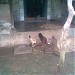 AVINASH GUNAJI CHORGE in Vahoor city