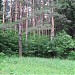 Пироговский лесопарк
