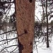 Редколесье в городе Москва
