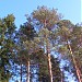 Лес в Медвежьем Стане в городе Мурино